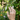 Hand with a ring on a branch of white flowers and green leaves