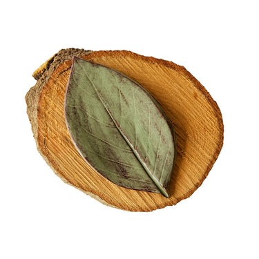 Green leaf on a wooden log with a white background