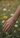 Hand with a cross charm bracelet in a field of flowers