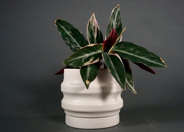 Potted plant with dark green leaves in a white Ridged ceramic planter designed for healthy root growth on a dark background