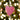 Pink heart-shaped wooden ornament hanging against a blurred Christmas tree background with lights.