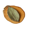 Green leaf on a wooden log with a white background
