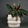 Potted plant with dark green leaves in a white Ridged ceramic planter designed for healthy root growth on a dark background